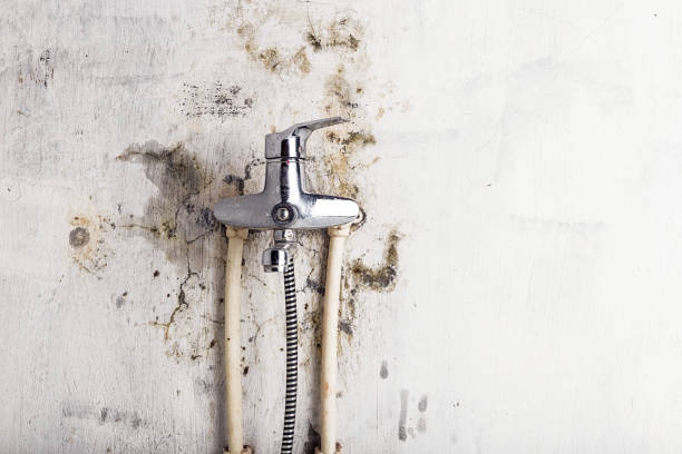 Best Emergency Mold Removal  in Punaluu, HI