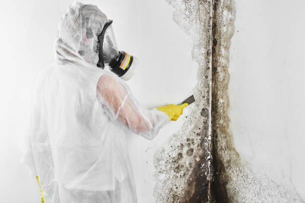 Professional Mold Removal in Punaluu, HI