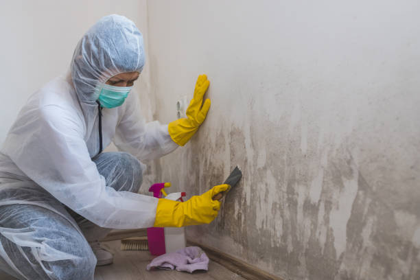 Best Black Mold Removal  in Punaluu, HI