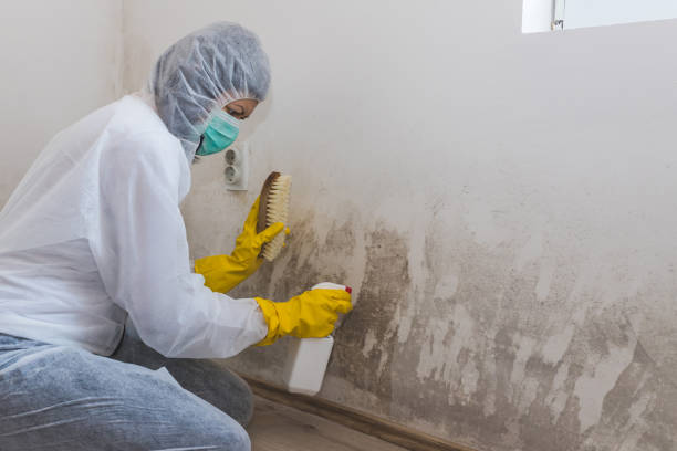 Best Fast Mold Removal  in Punaluu, HI