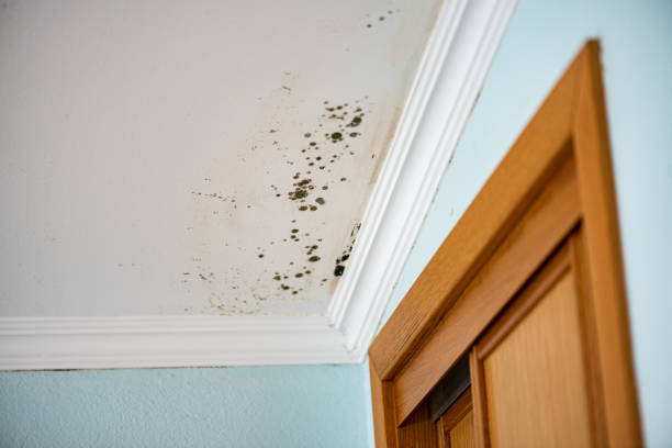 Best Mold Removal Near Me  in Punaluu, HI