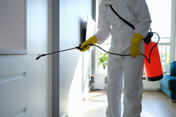 Best Office Mold Removal Services  in Punaluu, HI