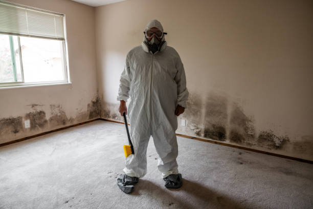 Mold Removal and Inspection in Punaluu, HI