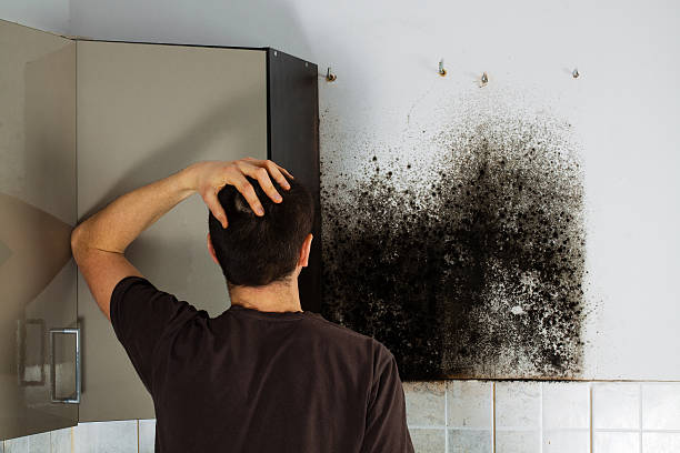 Best Best Mold Removal Companies  in Punaluu, HI