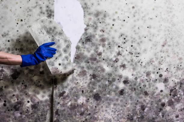 Best Mold Cleaning Services  in Punaluu, HI