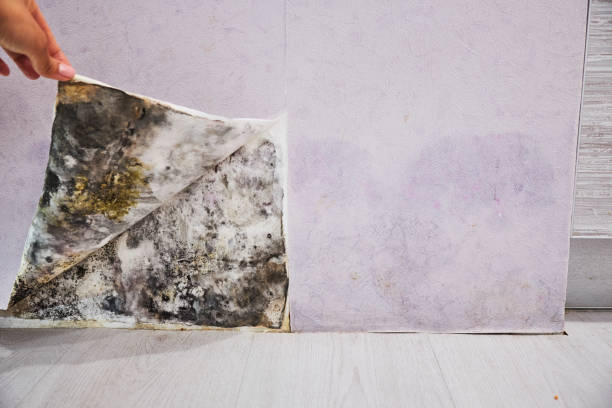 Attic Mold Removal in Punaluu, HI